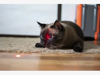 Ilustracja artykułu laser dla kota – rodzaje, producenci, zastosowanie, opinie