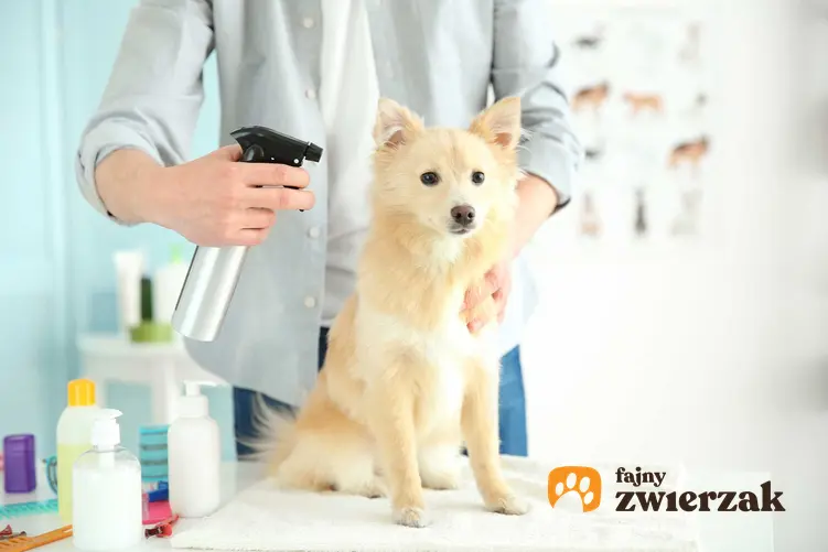 Mężczyzna spryskujący sierść psa suchym szamponem, a także suchy szampon dla psa, rodzaje, skuteczność, ceny i zastosowanie