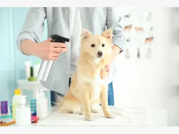 Ilustracja artykułu suchy szampon dla psa – rodzaje, ceny, skuteczność, opinie