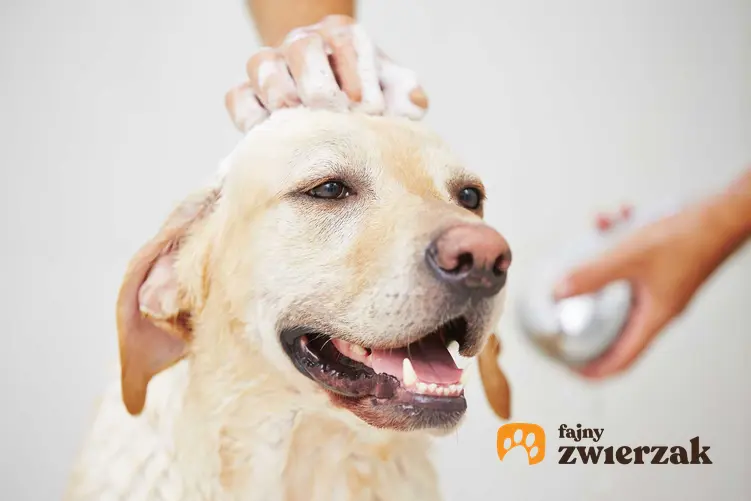 Duży pies lablador myty szamponem dla psów Hexoderm, a także opis szamponu, cena oraz zastosowanie