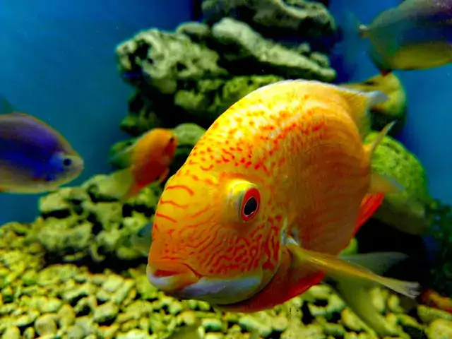 Charakterystyka i usposobienie Pielęgnicy Severum