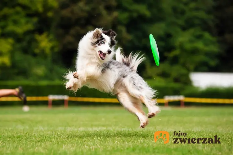 Pies łapiący frisbee na łące w parku, a także producenci, nauka łapania, ceny, modele i zastosowanie frisbee
