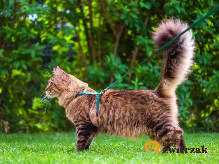 Kot na smyczy na spacerze, a także smycz dla kota, rodzaje, ceny oraz najlepsze modele i opinie właścicieli kotów