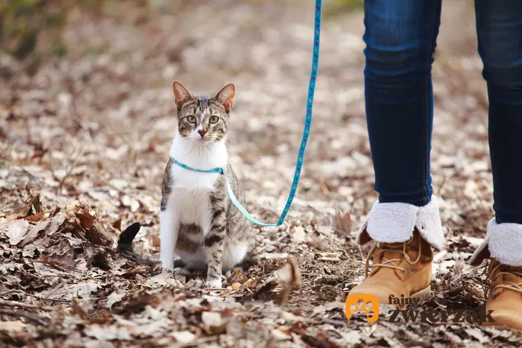 Kot przy nodze na smyczy na spacerze, a także informacje o smyczach dla kota, rodzaje, ceny, polecane modele oraz opinie