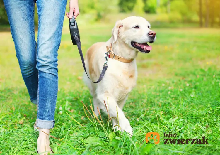 Pies wyprowadzany na spacer na smyczy flexi, a także informacje o smyczach - rodzaje, ceny, opinie, porady oraz najważniejsze informacje