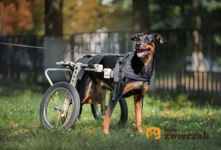 Duży pies doberman na wózku inwalidzkim, a także najważniejsze informcje - modele, ceny, porady praktyczne