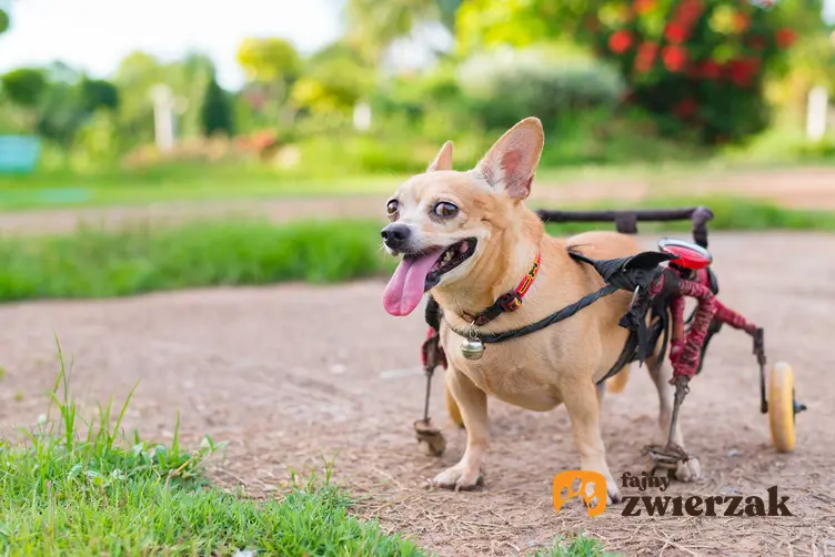 Mały pies w typie corgi na wózku inwalidzkim dla psa, czyli modele, porady praktyczne oraz ceny krok po kroku