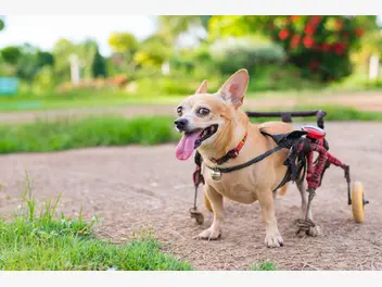 Ilustracja artykułu wózek inwalidzki dla psa – modele, ceny, porady praktyczne