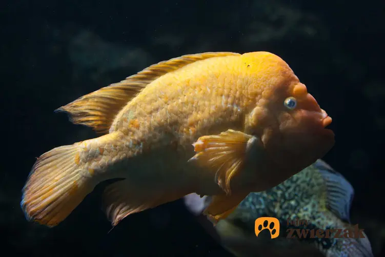 Ryba pielęgnica cytrynowa w akwarium, a także wymagania, charakterystyka gatunku, porady oraz opinie