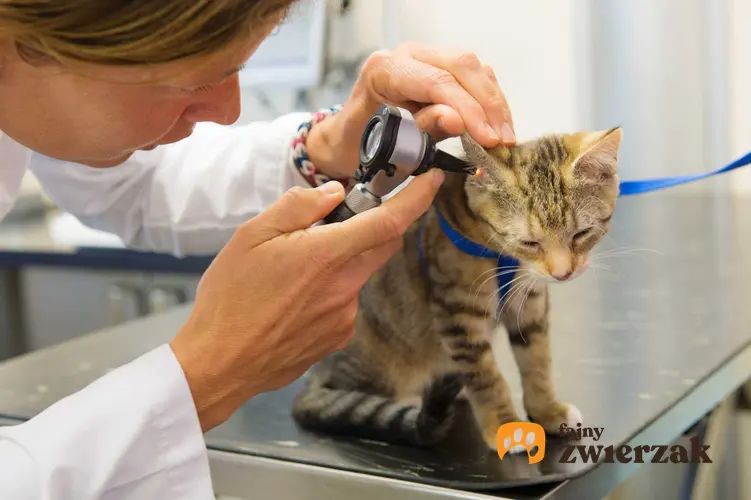 Parwowiroza u kota diagnozowana na stole u weterynarza, a takze objawy choroby, przyczyny, sposoby leczenia krok po kroku
