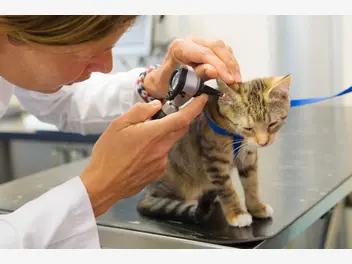 Ilustracja artykułu parwowiroza u kota - przyczyny, objawy, sposoby leczenia, zapobieganie