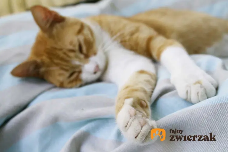 Chory na panleukopenię kot leżący na kocyku, a także najważniejsze informacje: rokowania, przyczyny choroby, leczenie i objawy