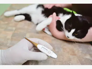 Ilustracja artykułu panleukopenia (wirus panleukopenii kotów) - objawy, leczenie, rokowania