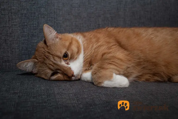 Rudy kot chory na koci tyfus, a także objawy, leczenie, powikłania, diagnostyka oraz przyczyny choroby