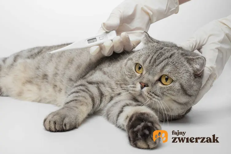Kot ma mierzoną temperaturę w czasie diagnozy choroby zakaźnej, a także przyczyny zakaźnych chorób u kotów, leczenie i powikłania