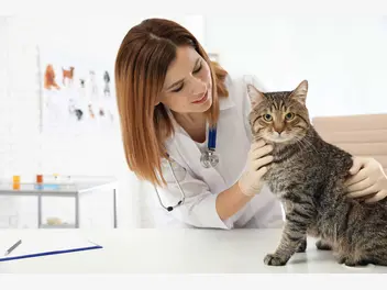 Ilustracja artykułu groźne choroby zakaźne u kotów - przyczyny, leczenie, zapobieganie