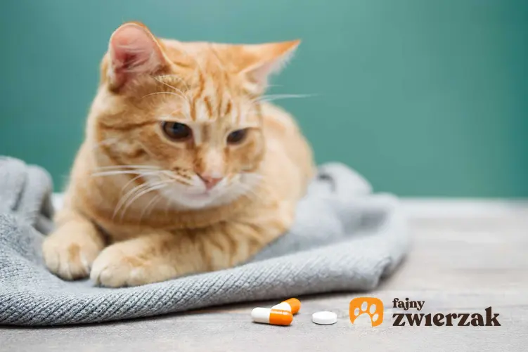 Chory na nosówkę kotów kot leżący na kocyku przy tabletkach, a także objawy, leczenie oraz powikłania choroby