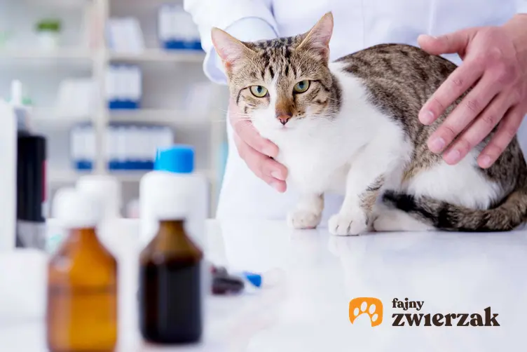 Nosówka u kota badanego u weterynarza, a także informacje o chorobie: przyczyny, objway, leczenie, powikłania i problemy