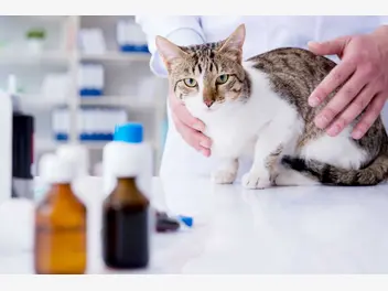 Ilustracja artykułu nosówka u kotów - przyczyny, objawy, leczenie, powikłania, zapobieganie