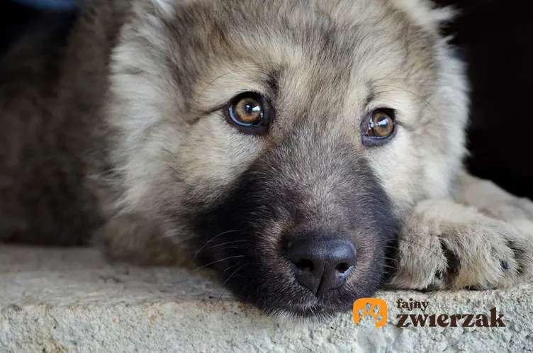 Owczarek kaukaski leżący na ziemi, a także 10 najładniejszych psów na świecie, nasze TOP10