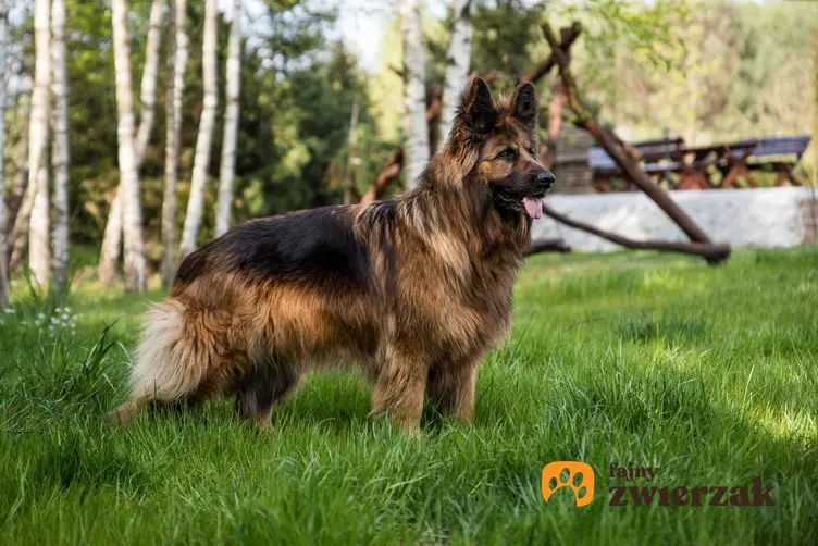 Duży owczarek niemiecki na tle trawy, a także TOP10 najładniejszych psów na świecie - nasze zestawienie