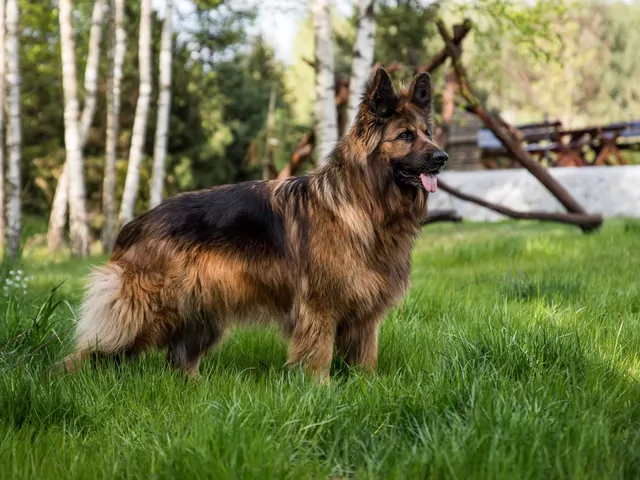 Najładniejsze psy świata: top 10