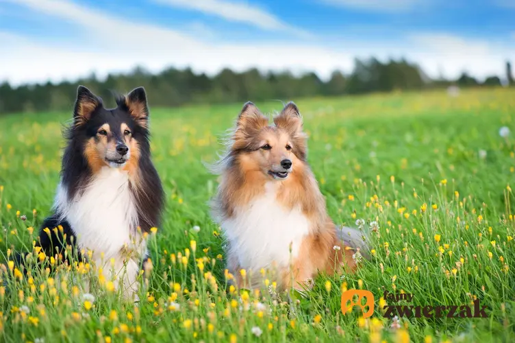 Owczarki Szetlandzkie leżące na trawie, a także TOP10 najładniejszych psów na świecie - zestawienie najpiękniejszych psów