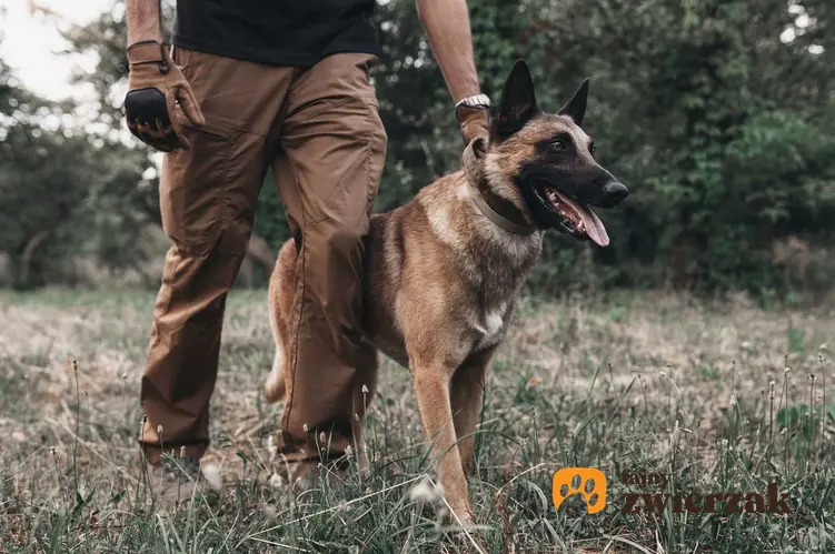 Mężczyzna prowadzący psa Belgian Malinois po lesie, a także charakter i opis rasy, szkolenie oraz cena szczeniąt