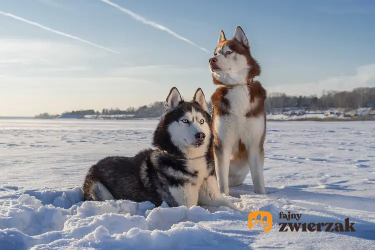 Husky syberyjskie na śniegu, a także TOP10 ras psów znanych z filmów i książek