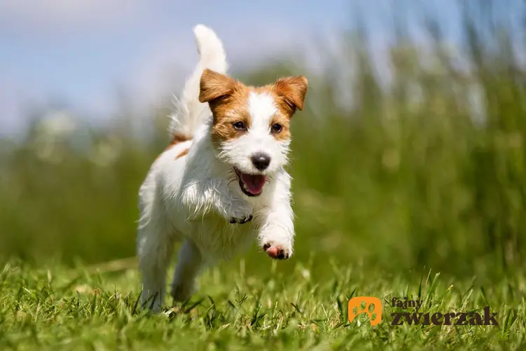 Jack Russel Terrier biegnący po trawie, rasa wykorzystywana w wielu filmach, a także TOP10 ras psów znanych z filmów i książek