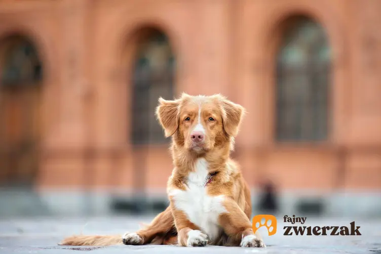Pies rasy Nowa Scotia Tolling Rerriver leżący na chodniku przed zabytkowym budynkiem, a także wymagania, porady oraz usposobienie i charakter