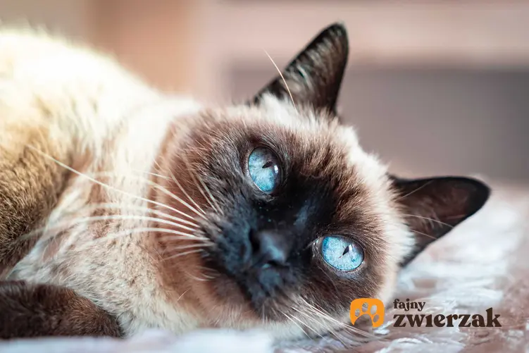 Kot rasy Ojos Azules o wyjątkowo niebieskich oczach, a także informacje o rasie, pochodzenie, opis, usposobienie, charakter oraz porady dla hodowców