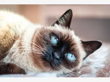 Ilustracja artykułu kot ojos azules – pochodzenie, opis, usposobienie, cena