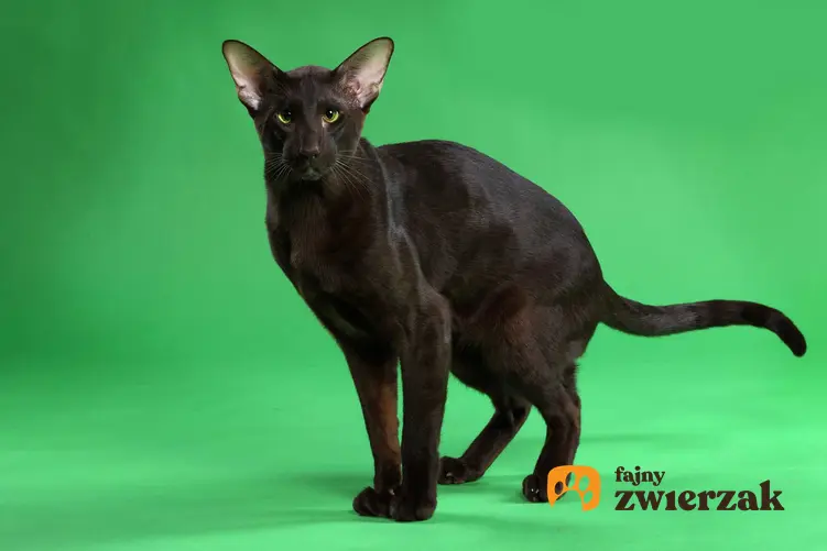 Dorosły kot hawański o czarnej sierści i szpiczastych uszach, a także informacje o rasie: ceny, wymagania, opis, charakter