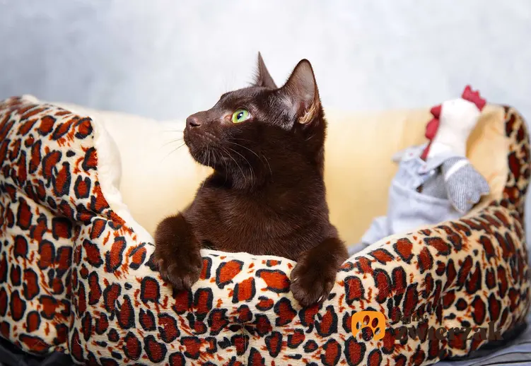 Kot hawański leżący na posłaniu dla kota, a także informacje o rasie: usposobienie, charakter, opis, wymagania, ceny kociąt