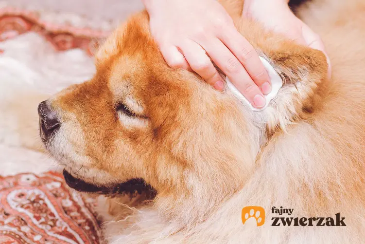 Czyszczenie uszu u psa przez właścicielkę wacikiem, a także jak czyścić uszy psa i kota krok po kroku - porady i wyjaśnienia