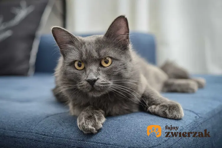 Czarny kot leżący na granatowej kanapie, a także 20 najbardziej zaskakujących ciekawostek o kotach, które warto wiedzieć