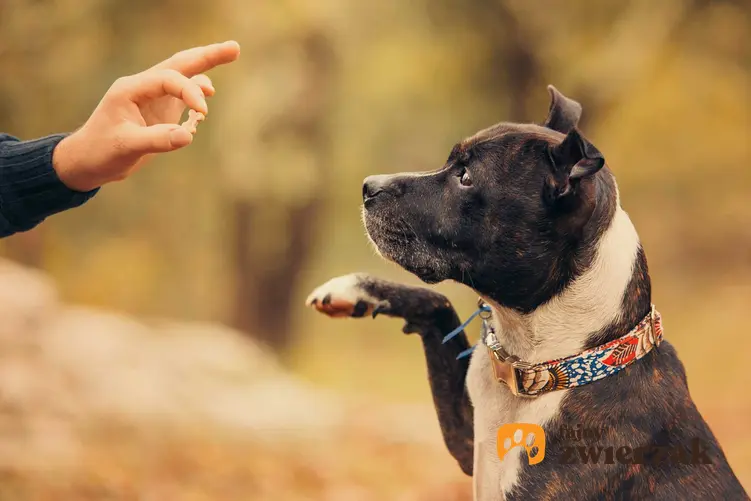 Pies otrzymujący smakołyk w czasie treningu, a także informacje o smakołykach dla psa - skład, rodzaje, ceny, porady, producenci, najlepsze smakołyki