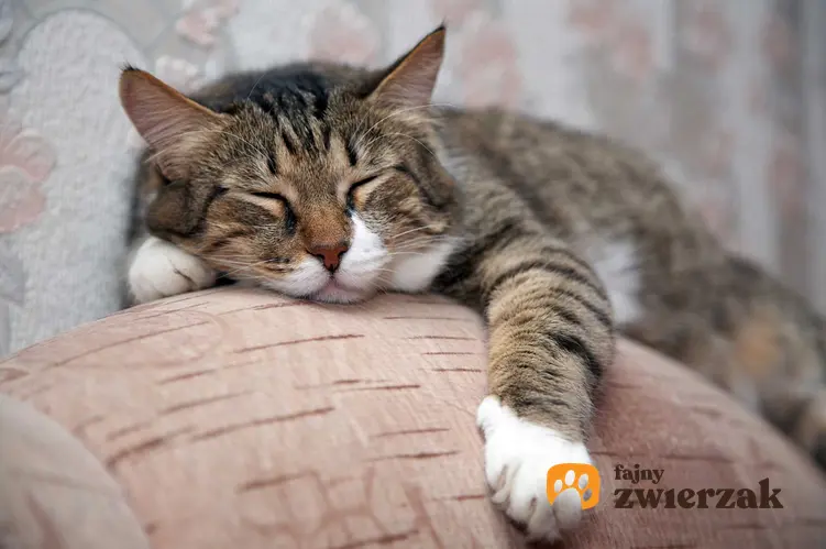 Zreklasowany kot śpiący na oparciu kanapy, a także dlaczego kot mruczy, najważniejsze informacje i porady dla właścicieli