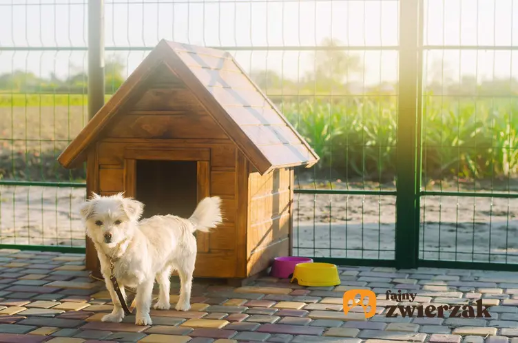 Pies stojący przy budzie, a także inne domki dla psa, rodzaje, wymiary, ceny, instrukcja, jak zrobić domek dla psa