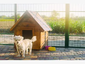 Ilustracja artykułu domek dla psa – rodzaje, wymiary, ceny, instrukcja wykonania