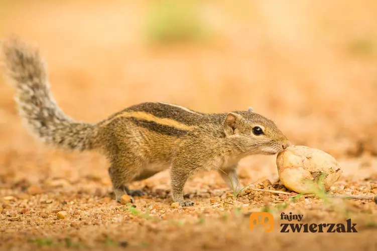 Wiewiórka burunduk syberyjski jedząca kawałek chleba, a także informacje o gatunku, usposobienie, wymagania i hodowla