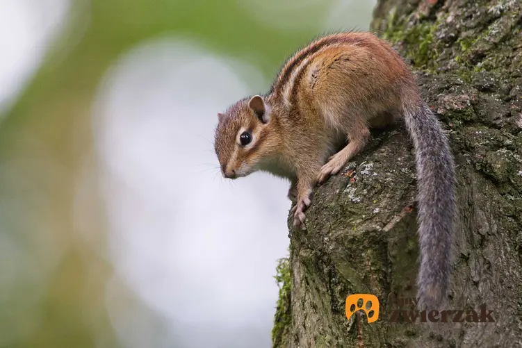 Wiewiórka burunduk syberyjski na drzewie, a także charakterystyka gatunku, usposobienie, hodowla oraz wymagania w domu
