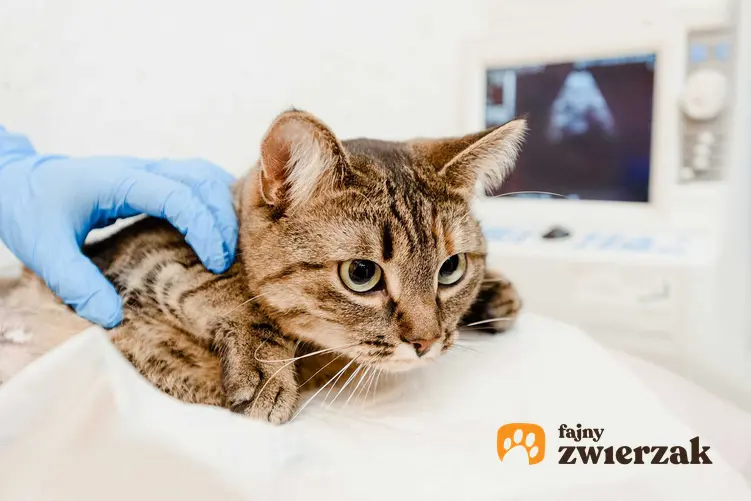 Kot na USG u weterynarza, a także informacja o niewydolności nerek u kota, objawy choroby, leczenie i rokowania