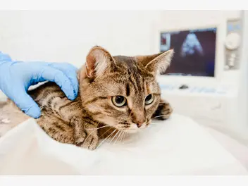 Ilustracja artykułu niewydolność nerek u kota - objawy, leczenie, rokowania, porady