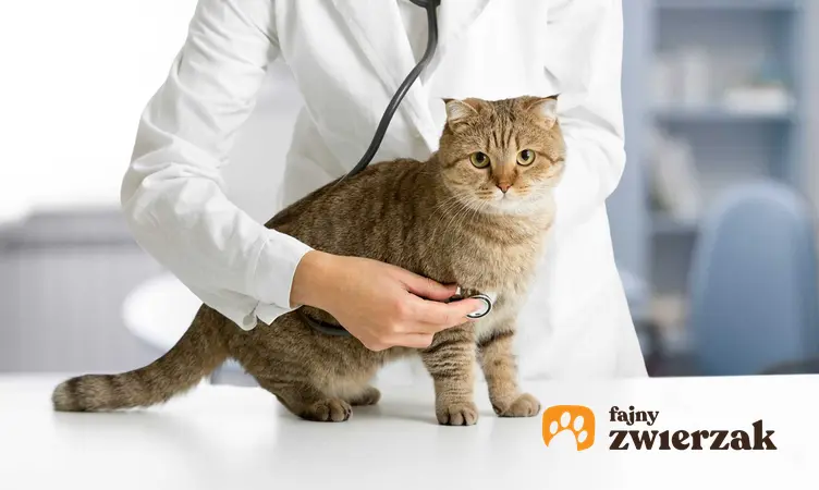 Kot u weterynarza, a także leczenie zapalenia pęcherza u kota, objawy choroby, przyczyny, przebieg, rokowania i diagnoza