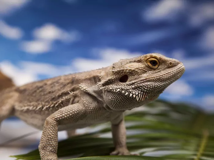 Agama brodata jako domowy pupil