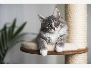 Ilustracja artykułu drapak sufitowy dla kota – rodzaje, opis, ceny, porady użytkowników