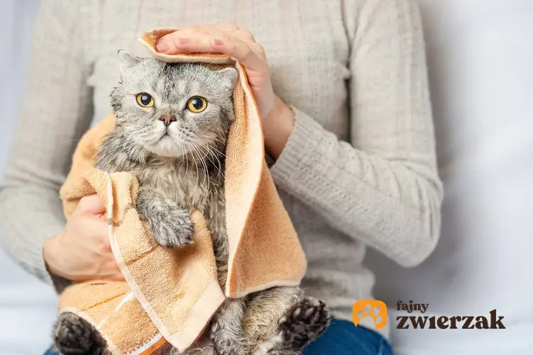 Wycieranie kota po kąpieli, a także poradnik, jak umyć kota krok po kroku, najważniejsze zasady co do kąpania kotów