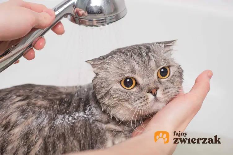 Kot kąpany w wannie strumieniem z prysznica, a także jak umyć kota - praktyczny poradnik krok po kroku